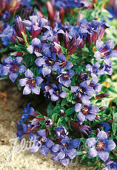 Horec sedemklaný  GENTIANA septemfida var. lagodechiana cca.20 semien
